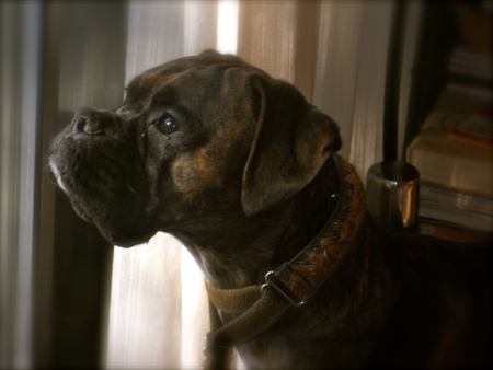 My puppy looking out the window - beautiful, window, boxer, adorable, dog