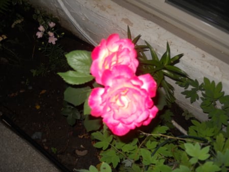 transforming rose i the night - pretty, beautiful, green, rose, night, pink