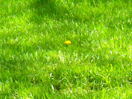 alone daisy - pretty, yellow, dandylion, green, grass, flower