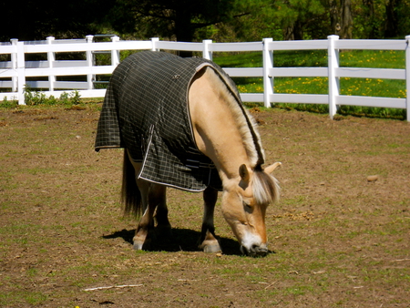 mohawk:D - white, blanket, beige, mohawk, eating, plants, picket fence, horse