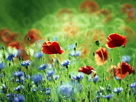 summer meadow - fields, nature, red, blue, summer, cornflowers, meadow, poppies