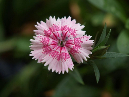 Dianthus Flower - picture, flower, dianthus, beautiful