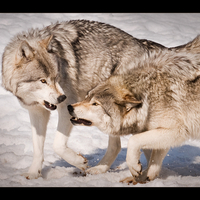 Wolves fighting