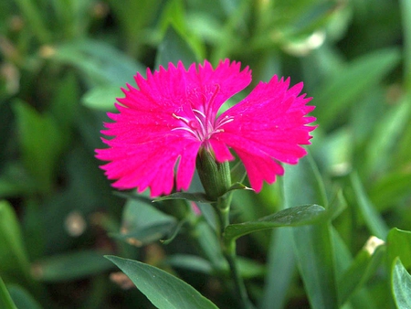 Pink Dianthus - picture, pink, dianthus, beautiful, flower