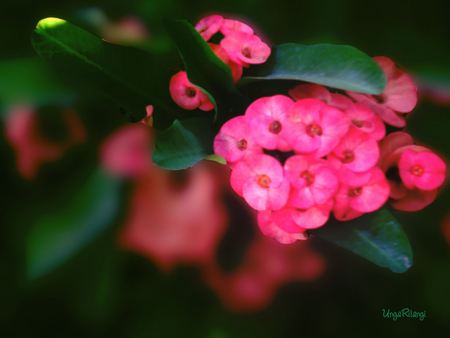 Bright Pink Euphorbia - green, bright, euphorbia, flower, pink