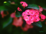 Bright Pink Euphorbia