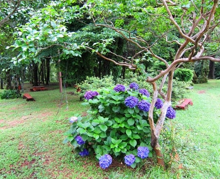 Hydrangea - flowers, hydrangea, purple, tree