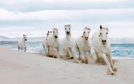 white horses - animal, white, horse, animals