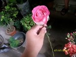 Mash3an pink rose