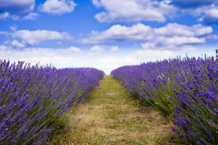 open field - beauty, sky, photography, white, nature, purple, clouds, blue, lavander