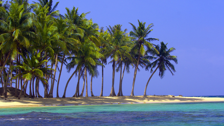 tropical trees - ocean, beach, photography, water, wet, summer, nature, palmtrees, blue, sand