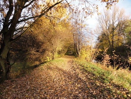 Golden Polish Autumn - park, autumn, path, trees