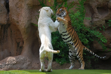 Tigers Boxing - white, tigers, cool, picture, boxing