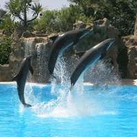 Dolphins