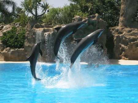 Dolphins