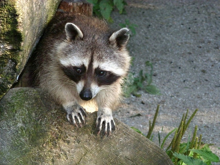 Racoon - cool, cute, picture, racoon