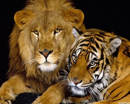 The Kings 3D - lion, animals, 3d, wallpaper, tigger