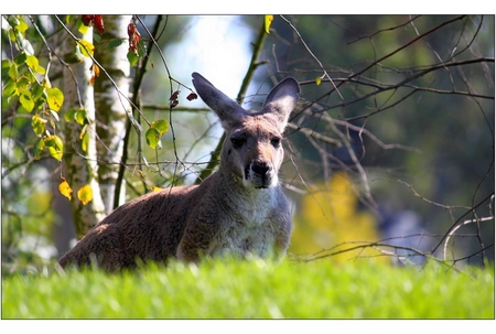 Kangaroo - kangaroo, picture, cool, wild