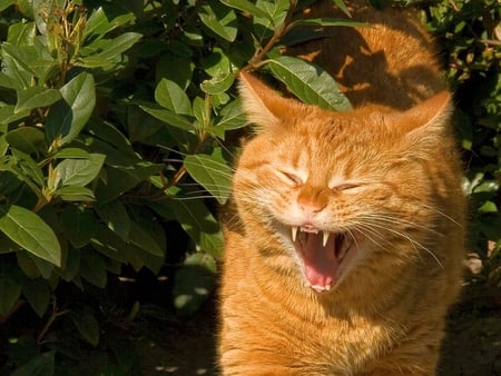 Just_a_Cat - picture, teeth, cat, beautiful