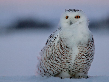 Owl - owl, picture, cool, beautiful