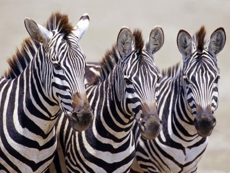 Three-zebras - horses, zebras, cute, animals