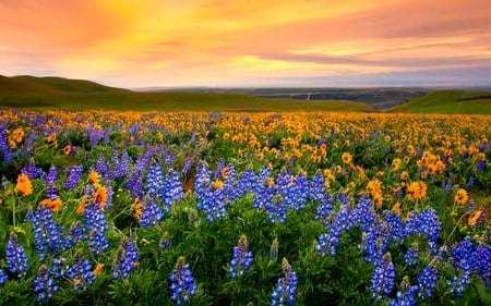 EVENING GLORY - flowers, field, blooms, sunset