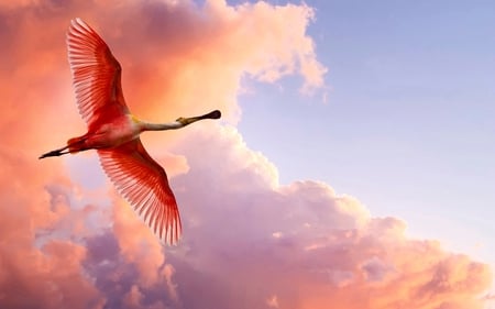 Roseate Spoonbill - waterbirds, sky, angel, animals, eyes, wings, colorful, cloud, clouds, orange, birds, roseate spoonbill, wildlife, roseate spoonbills, wallpaper, south america, bird, nature, blue, photoshop, pink, beautiful, flight, spoonbill, new