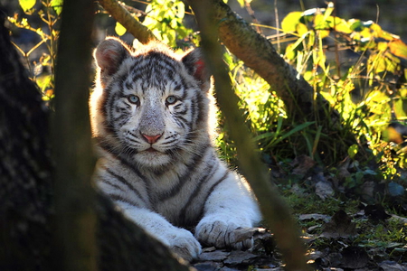 Handsome cub - white, trees, cat, stripes, leaves, tiger, black