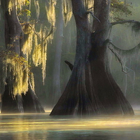 Swamp trees