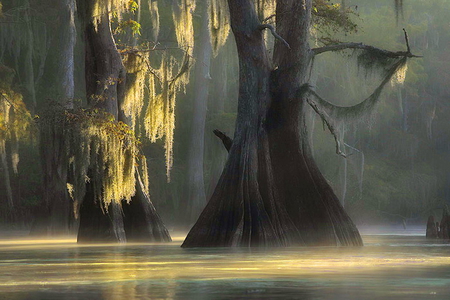 Swamp trees - trees, cascades, light, water, old trees, swamp, trunks