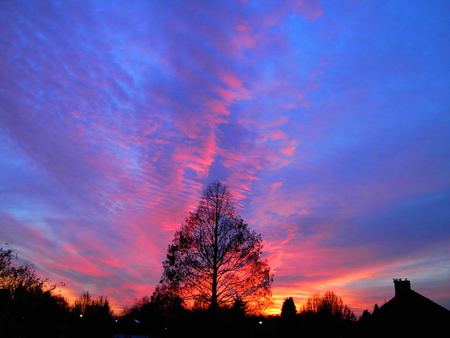 Evening glory - clouds, sunset, blue, evening, orange, pink, tree, sky