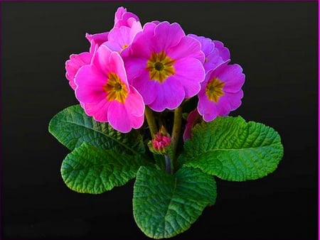 Pretty violets - flowers, violets, black background, green leaves, pink