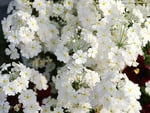 white flowers