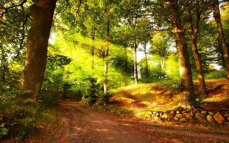 Autumn - colorful, trunk, great, sunset, road, wood, view, amazing, cool, grass, landscape, light, park, bushes, nature, woods, forest, beautiful, leaves, stones, sunrise, beauty, nice, autumn, sky, trees, photography, peaceful, path, calm, quiet, pretty, walk, green, tree, hdr, rays, sunlight, day, lovely, autumn colors, scenery, splendor, colors