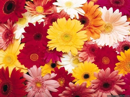 colourful daisies - daisy, colourful, flower, blossom