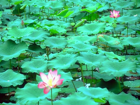 Lotus - lotus, green, leaves, garden