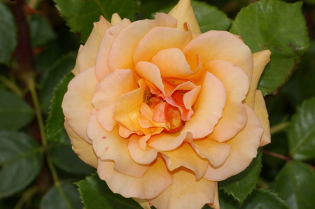 A rose for Rose - simply, garden, rose, best