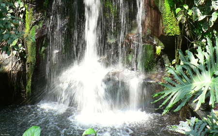 Flowing Free - waterfalls, white, water, ferns, falls, rocks