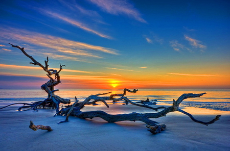 Driftwood - ocean, beach, driftwood, orange sky, blue, sunset, sand