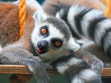 Ring Tailed Lemurs - ring tailed, lemurs, mammals, ring tailed lemurs, lemur, animals, wild life