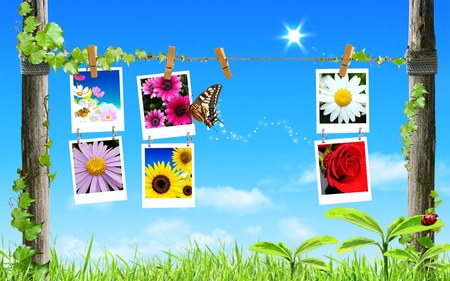 digital spiring - flowers, digital art, butterfly, grass, pictures, sky