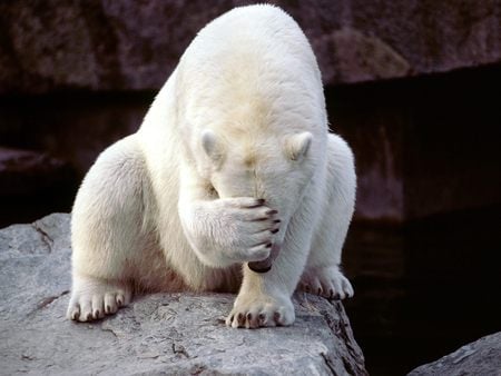 So Embearassed - eyes, shy, bear, animals, polar bear, funny, large, white, covered, big, animal, polar, embarrassed