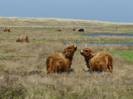 highland cattle - cattle, cow, animal, nature