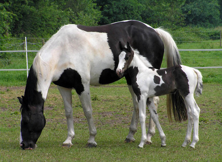 horse with fole - grass, fole, horse, animals