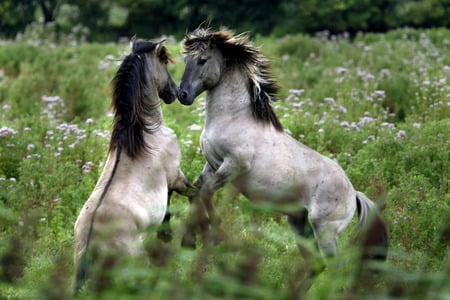 icelandic horses - summer, field, animals, icelandic horses