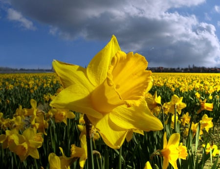 narcisses - spring, flower, yellow, narcisses