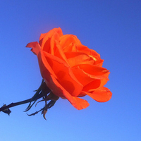 orange rose