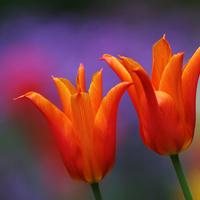 orange tulips