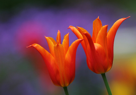 orange tulips - flower, tulip, spring, orange, fancy