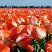 orange tulip field